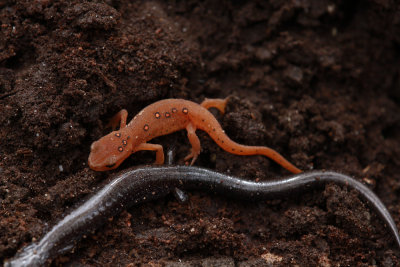 Red Eft with Red-backed Salamander