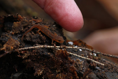 Red Eft (tiny!)