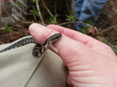 Northern Watersnake (juvenile)