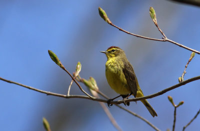 Palm Warbler