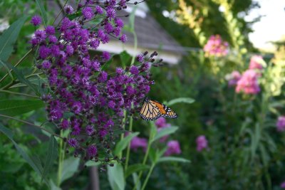 Monarch on New York Ironweed (Vernonia noveboracensis)