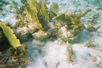 Squirrelfish under corals