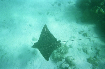 Spotted Eagle Ray