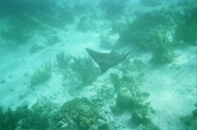 Spotted Eagle Ray