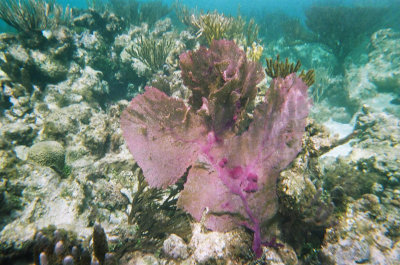 Purple sea fan