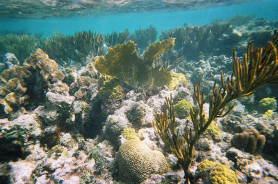 Sea fans and soft corals