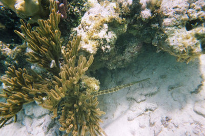 Trumpetfish mimicking coral