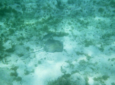 Stingray