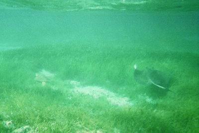 Sea Turtle on left, stingray on right