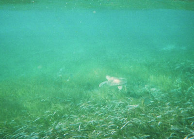 Green turtle