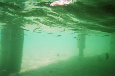 Needlefish