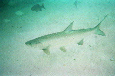 Tarpon