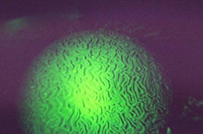 Brain coral at night w UV light
