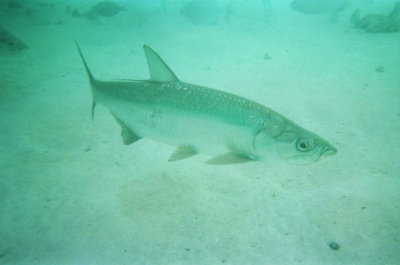 Tarpon