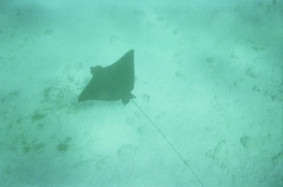 Spotted Eagle Ray