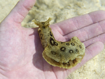 Marine snail