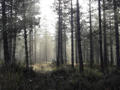 Matin d'automne prometteur_03774r.jpg