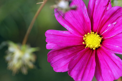 Cosmos_1949r.jpg
