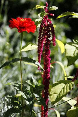 Amarante queue de renard - Zinnia_3849r.jpg