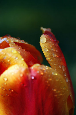 Tulipe humidifie_1853r.jpg