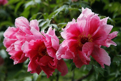 Trio rose_1879r.jpg