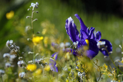 Beaut du printemps_1909r.jpg