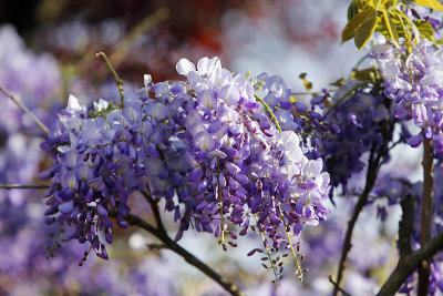 Ambiance mauve_1376r.jpg