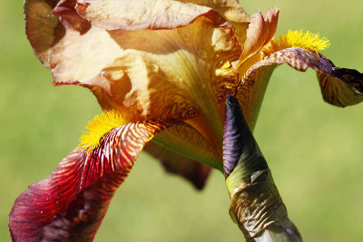 Iris_1911r.jpg