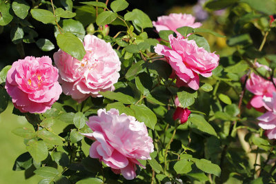Roses rose_1735r.jpg