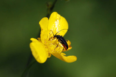 Avide de pollen_1948r.jpg