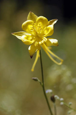 Ancolie_1772r.jpg