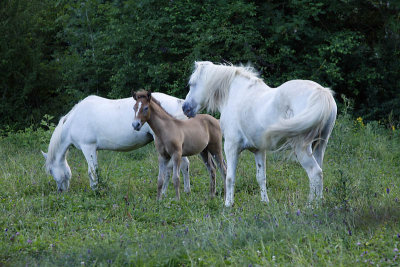 Toute la famille_2473r.jpg