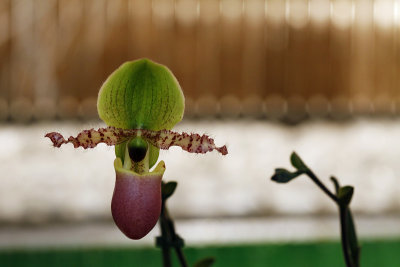 Biennale d'Orchides - Pringy 2013_5452r.jpg