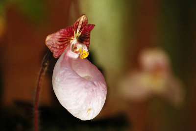 Biennale d'Orchides - Pringy 2013_5499r.jpg