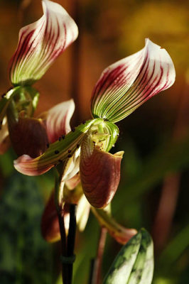 Biennale d'Orchides - Pringy 2013_5505r.jpg