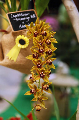 Biennale d'Orchides - Pringy 2013_5512r.jpg