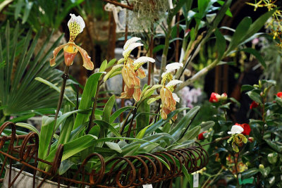 Biennale d'Orchides - Pringy 2013_5526r.jpg