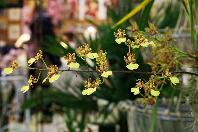 Biennale d'Orchides - Pringy 2013_5527r.jpg