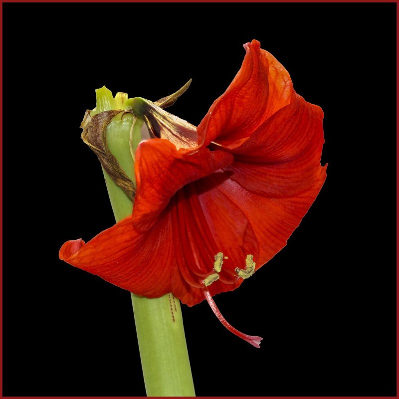 Amaryllis 