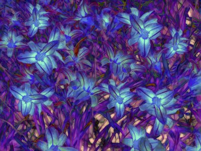 Blue Lilly