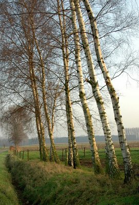 Wachtebeke