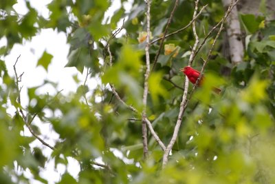 _MG_1817.jpg