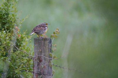 _MG_1841.jpg