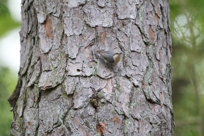 _MG_2271.jpg
