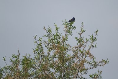_MG_4433.jpg