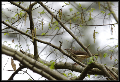 test Louisianna Waterthrush.jpg