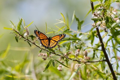 _MG_2128.jpg