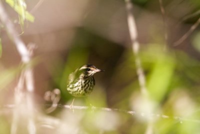_MG_2136.jpg
