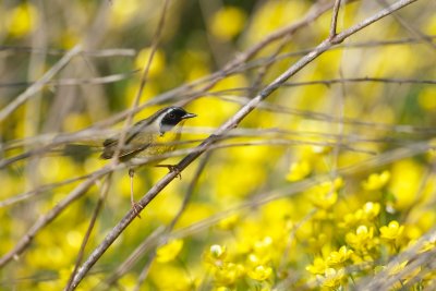 _MG_2160.jpg