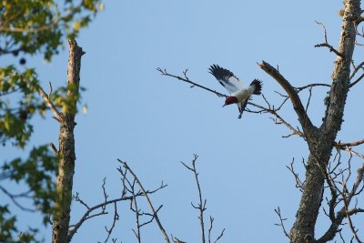 _MG_2229.jpg